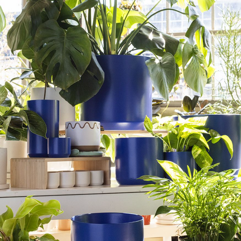Plant Life